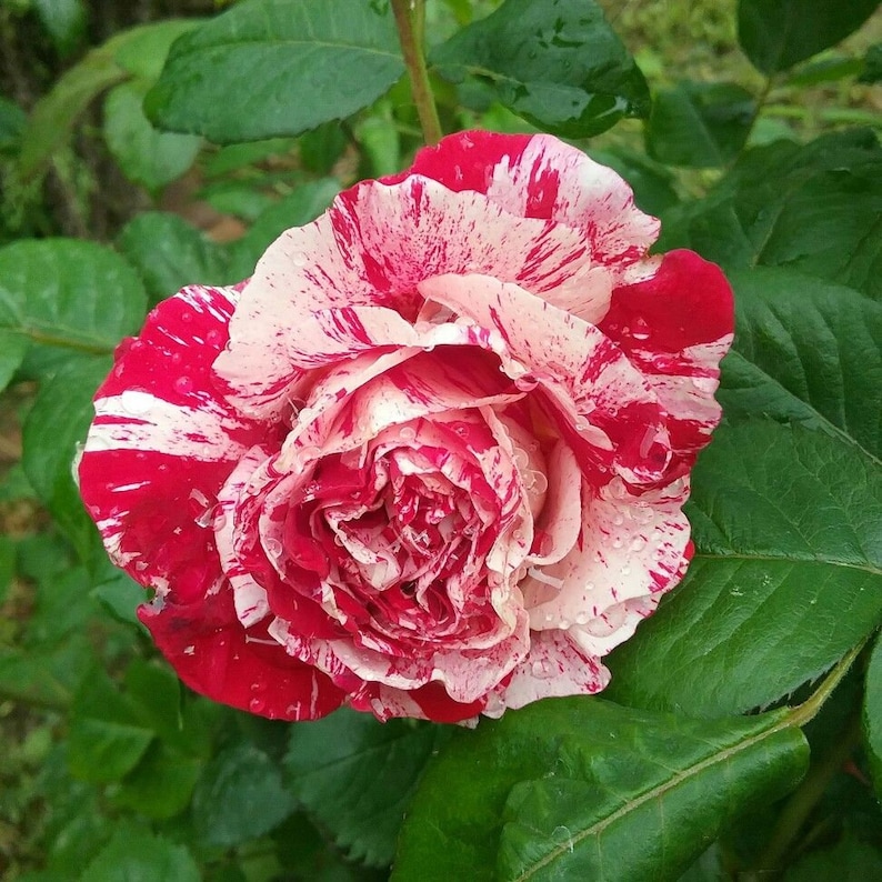 Pink and White Floribunda Rose